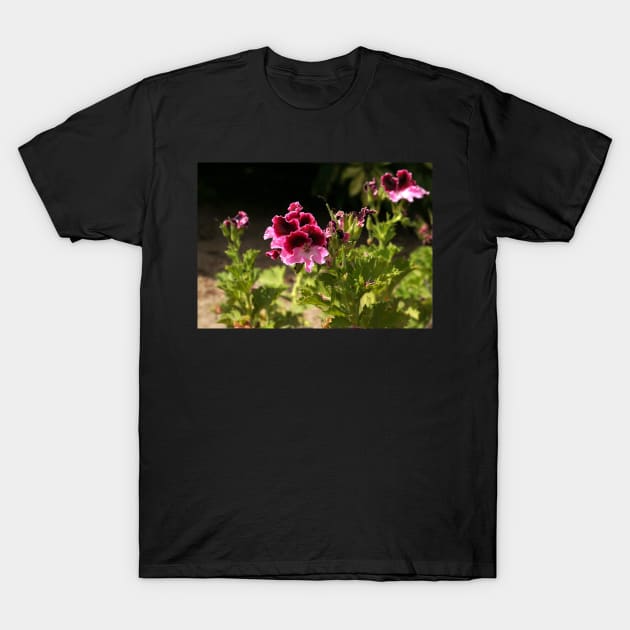 Regal pelargonium T-Shirt by Nicole Gath Photography